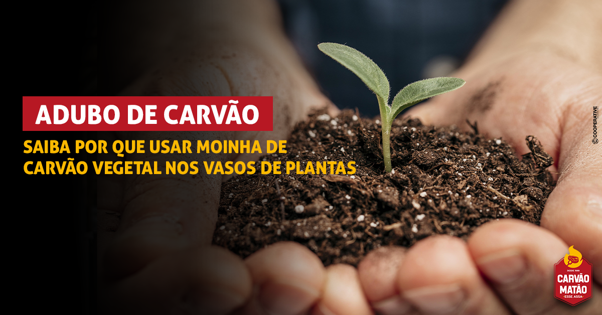 Adubo de carvão: saiba por que usar moinha de carvão vegetal nos vasos de plantas